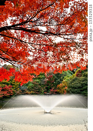 高岡古城公園の紅葉　噴水のある風景 133529318