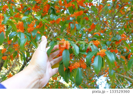 キンモクセイ　花　手 133529360