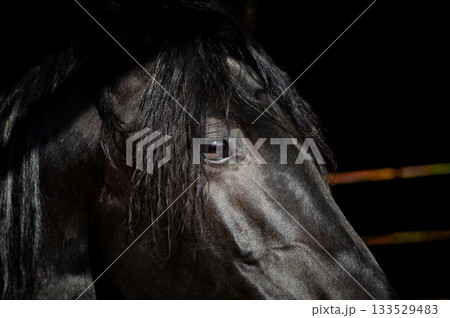 A close-up of a black horse's face. The shiny black coat of a black horse. A close-up of a horse's gaze. 133529483
