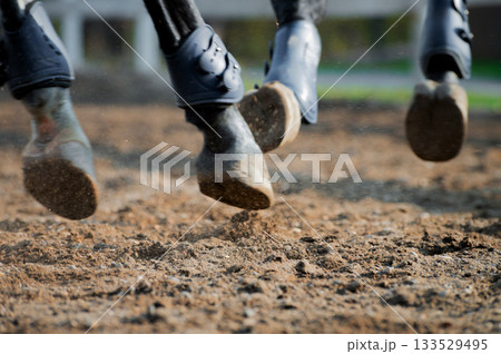 Close-up of a horse's hooves wearing protective joint braces during a show jumping competition. A horse galloping at high speed Close-up of a horse's hooves wearing protective joint braces during a show jumping competition. A horse galloping at high speed 133529495