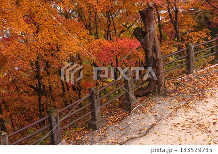 251116北山公園z003 251116北山公園z003 133529735