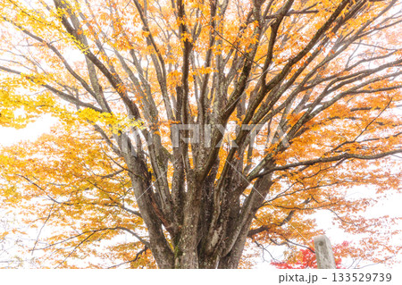 251116北山公園z017 251116北山公園z017 133529739