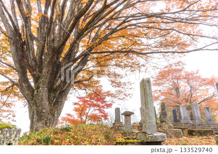 251116北山公園z019 251116北山公園z019 133529740