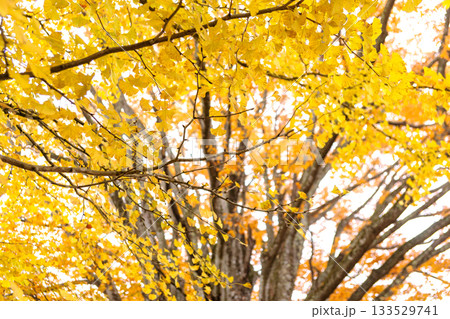 251116北山公園z022 133529741