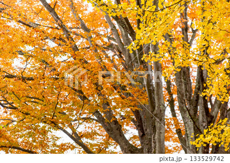 251116北山公園z024 133529742