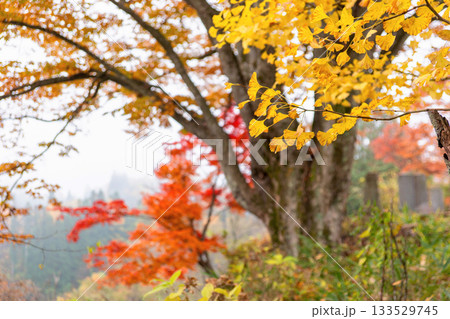 251116北山公園z035 251116北山公園z035 133529745