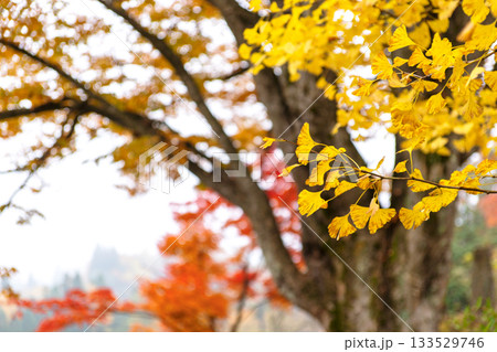 251116北山公園z038 251116北山公園z038 133529746