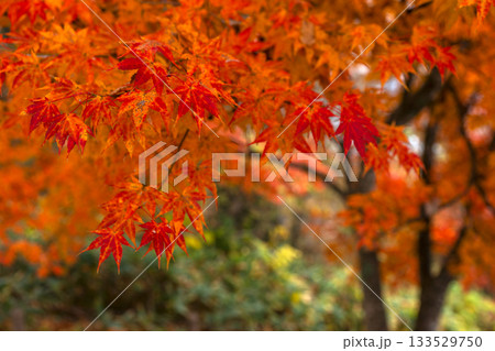 251116北山公園z063 251116北山公園z063 133529750