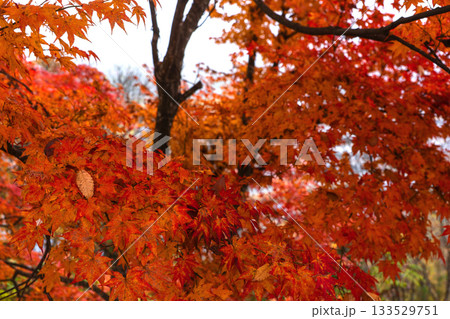 251116北山公園z074 133529751