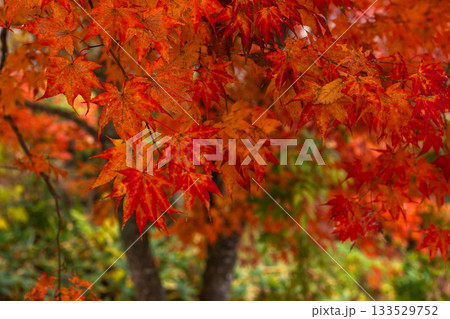 251116北山公園z078 251116北山公園z078 133529752