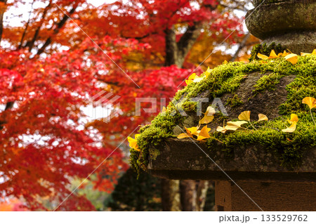 251116北山公園z110 251116北山公園z110 133529762