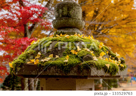 251116北山公園z112 133529763