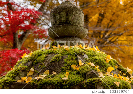 251116北山公園z116 133529764
