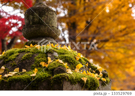 251116北山公園z129 133529769