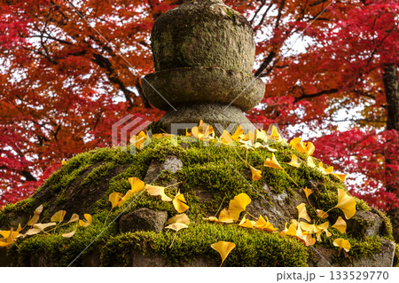 251116北山公園z133 251116北山公園z133 133529770