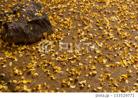 251116北山公園z137 133529771