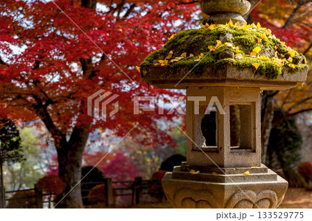 251116北山公園z142 133529775