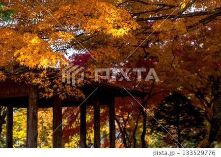 251116北山公園z150 133529776