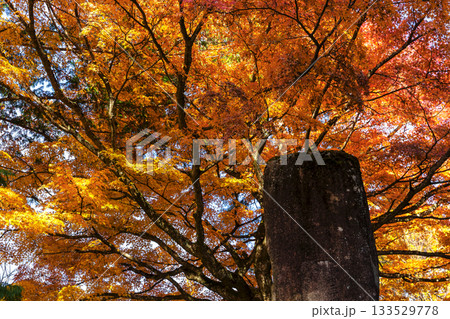 251116北山公園z153 133529778