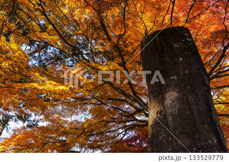 251116北山公園z156 251116北山公園z156 133529779