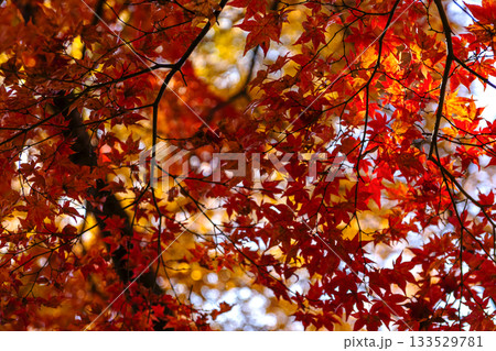 251116北山公園z167 251116北山公園z167 133529781