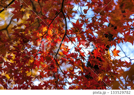 251116北山公園z169 251116北山公園z169 133529782