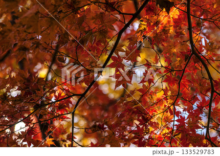251116北山公園z174 251116北山公園z174 133529783