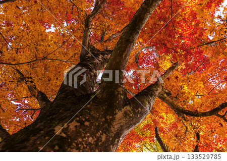 251116北山公園z182 251116北山公園z182 133529785
