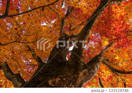 251116北山公園z184 133529786