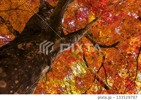 251116北山公園z186 133529787