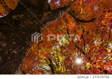 251116北山公園z189 133529788