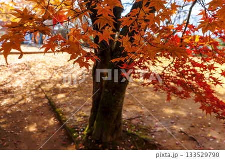 251116北山公園z193 251116北山公園z193 133529790