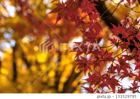 251116北山公園z206 133529795