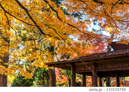 251116北山公園z222 251116北山公園z222 133529798