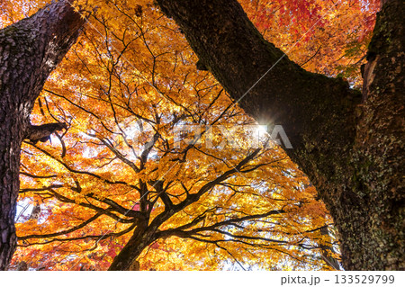 251116北山公園z229 251116北山公園z229 133529799
