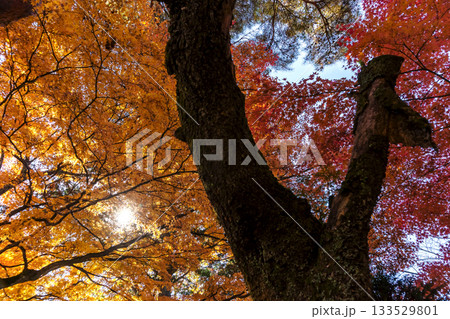 251116北山公園z232 251116北山公園z232 133529801