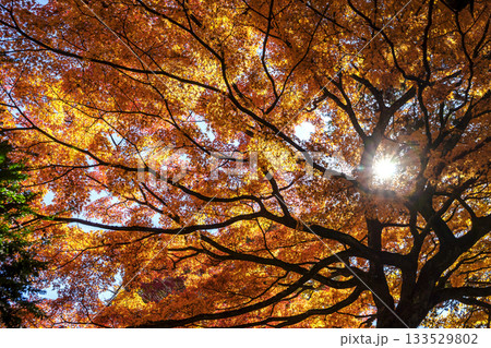 251116北山公園z233 133529802