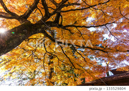 251116北山公園z235 251116北山公園z235 133529804
