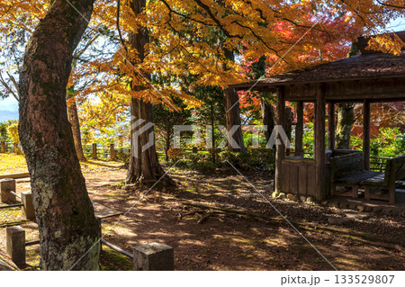 251116北山公園z242 251116北山公園z242 133529807