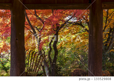 251116北山公園z245 133529808