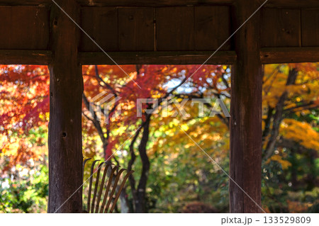 251116北山公園z249 251116北山公園z249 133529809