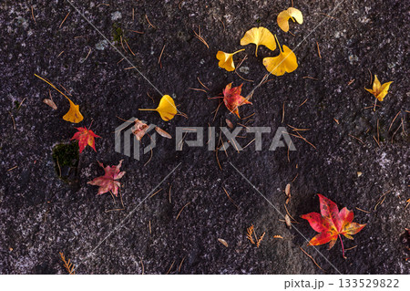 251116北山公園z278 251116北山公園z278 133529822