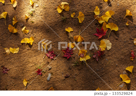 251116北山公園z280 133529824