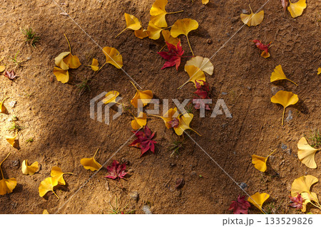 251116北山公園z282 133529826