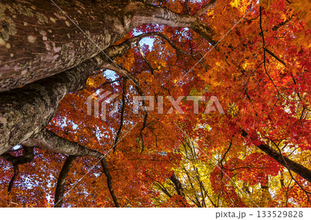 251116北山公園z285 133529828