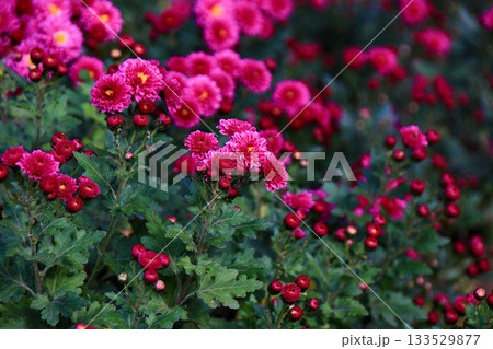 濃いピンクの菊の花と濃い緑の葉 濃いピンクの菊の花と濃い緑の葉 133529877