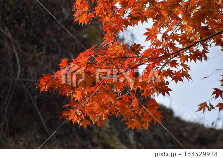 紅葉の風景 133529918