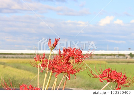 秋の田園風景を走る新幹線 133530409
