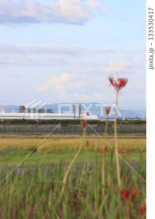 秋の田園風景を走る新幹線 秋の田園風景を走る新幹線 133530417