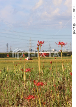 秋の田園風景と彼岸花 133530418